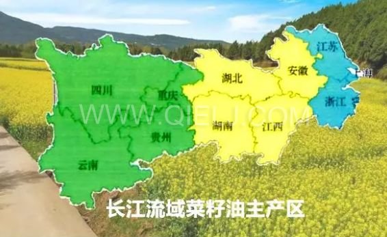 濃香菜籽油成套設備，企鵝糧油機械品質出眾(圖1)